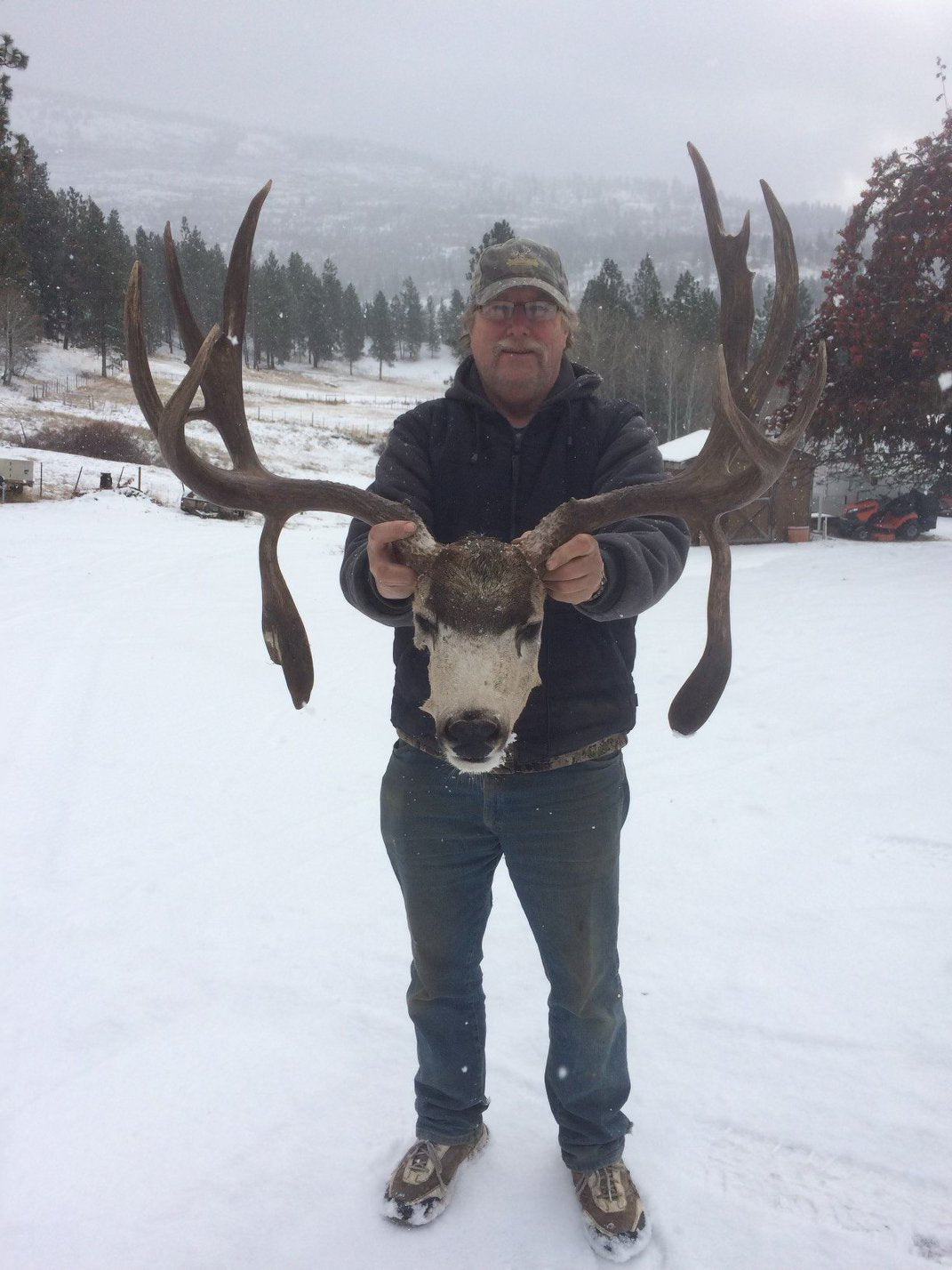 MULE DEER