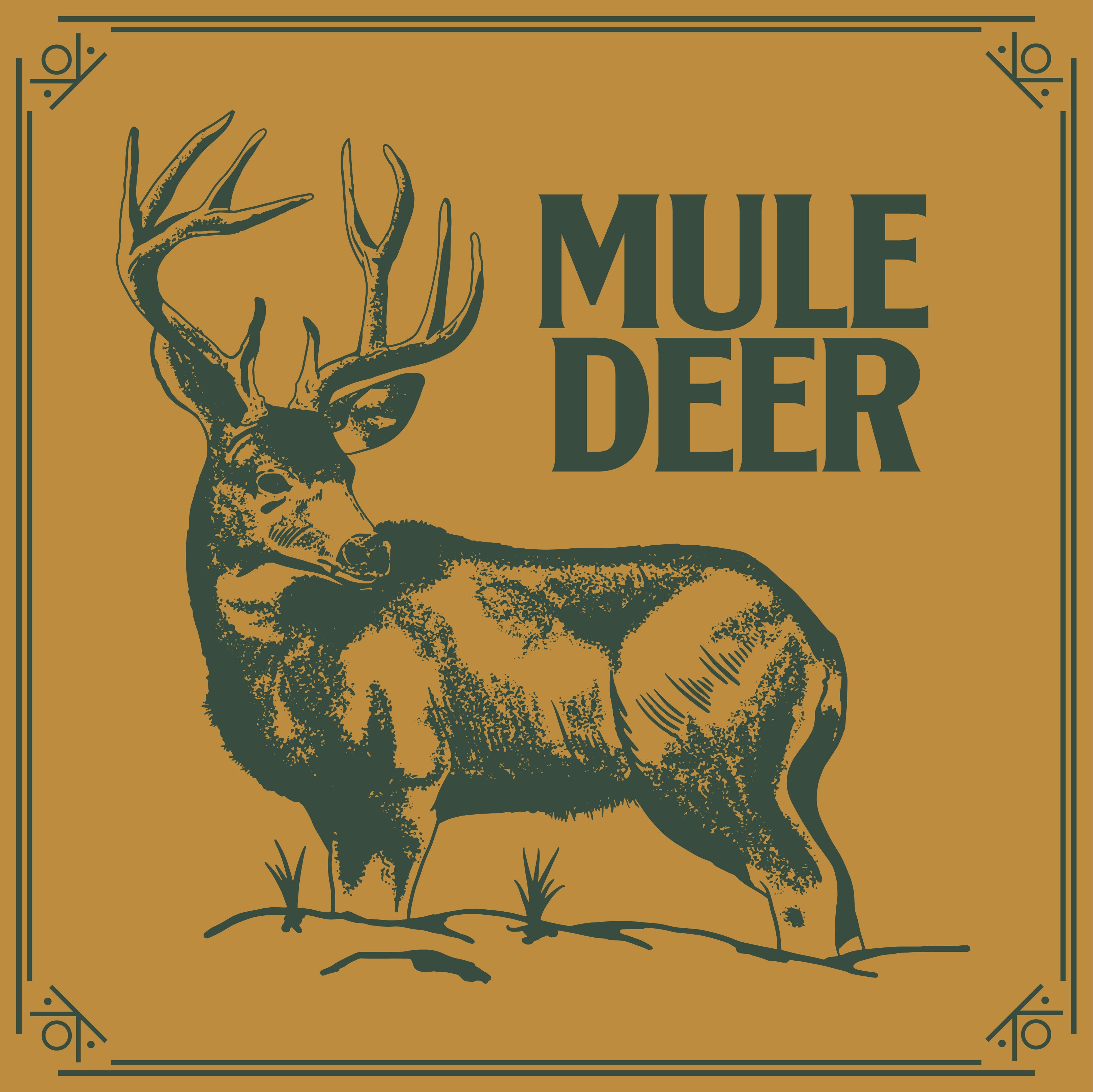 MULE DEER