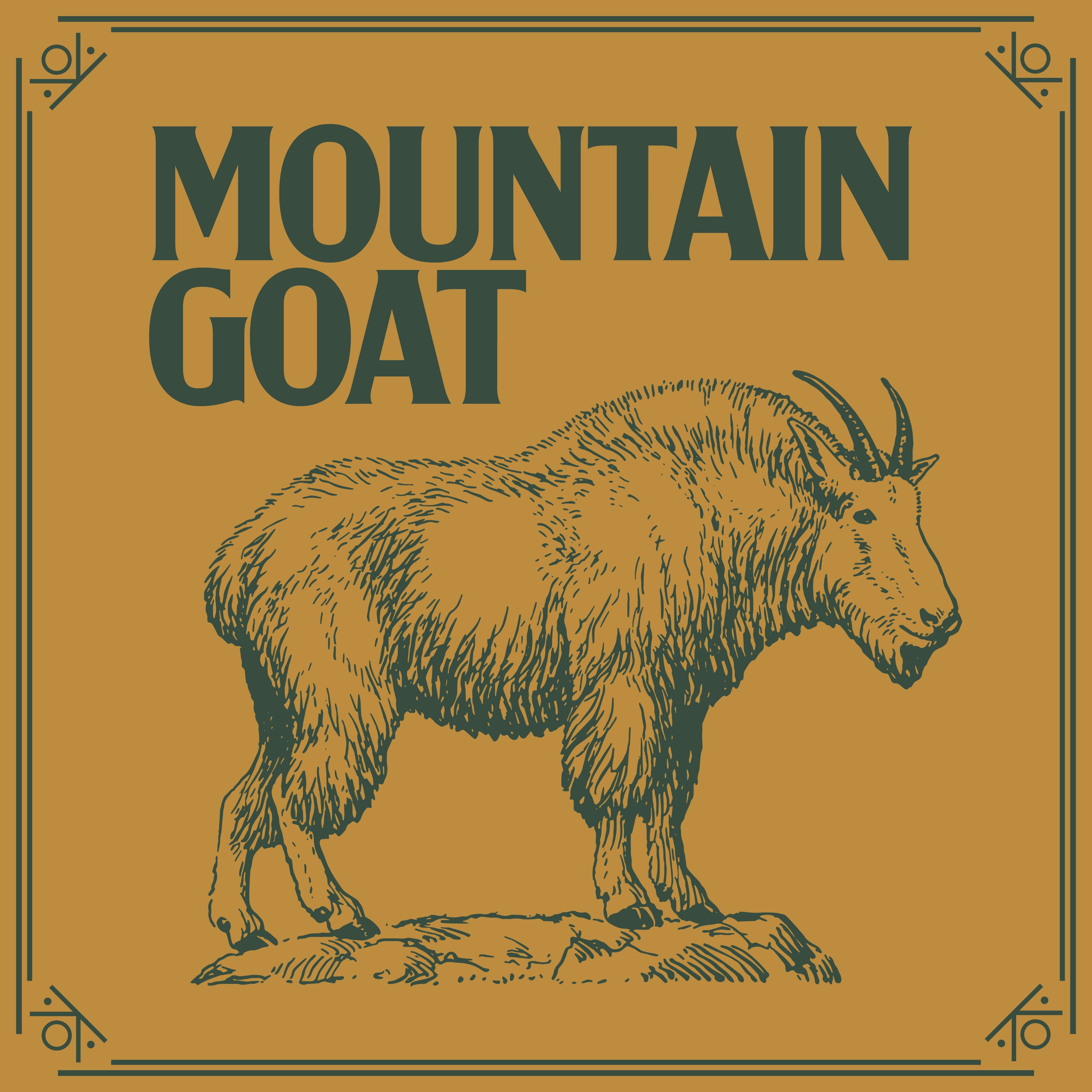 MOUNTAIN GOAT