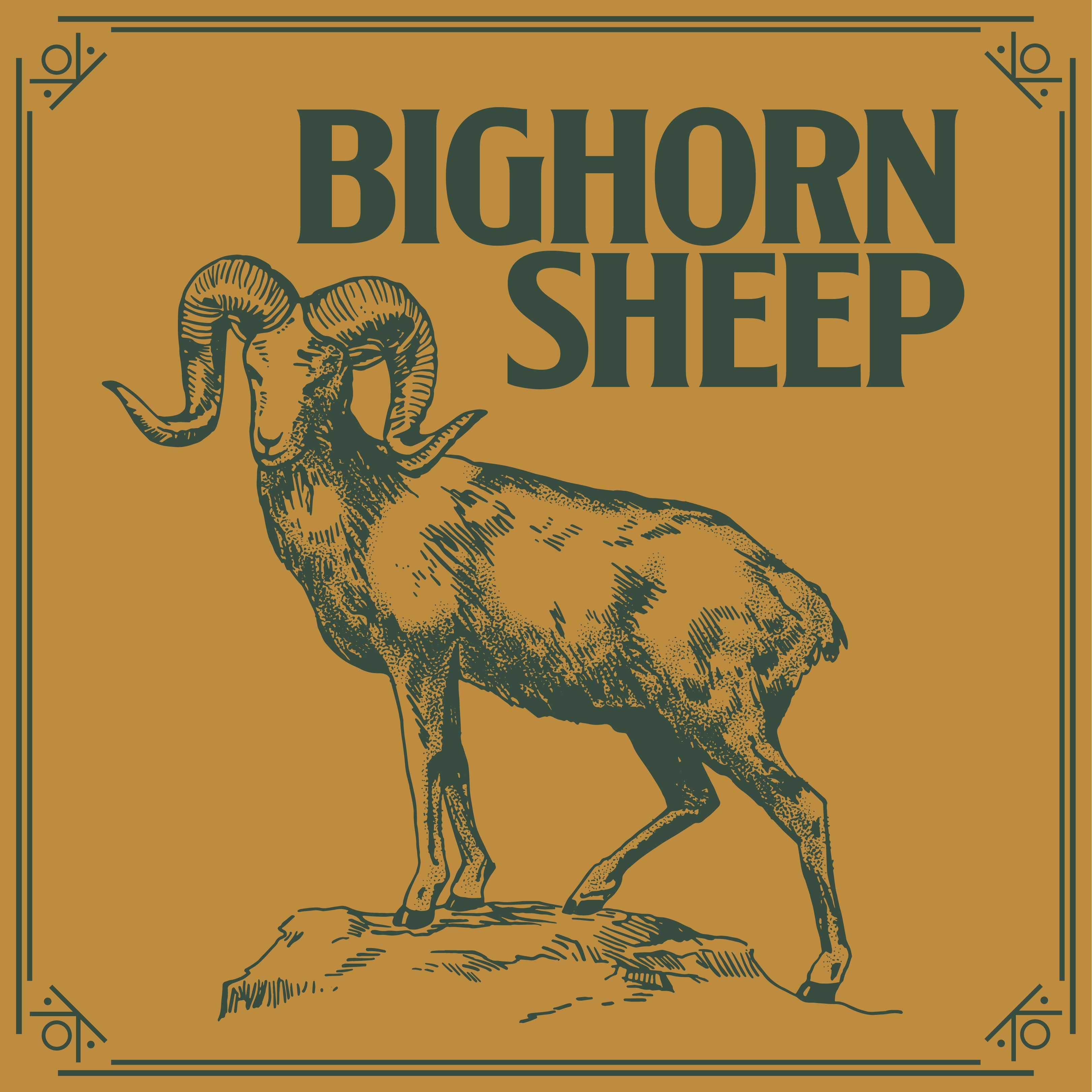 CALIFORNIA BIGHORN SHEEP